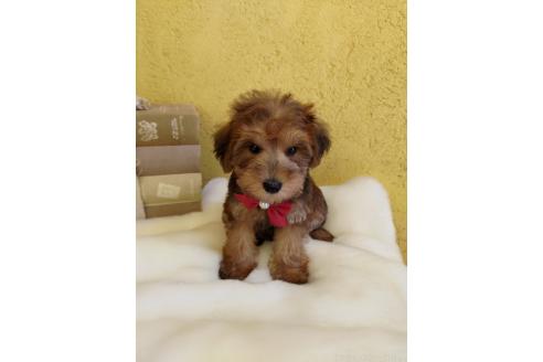 販売中の茨城県のミックス犬-386412の6枚目
