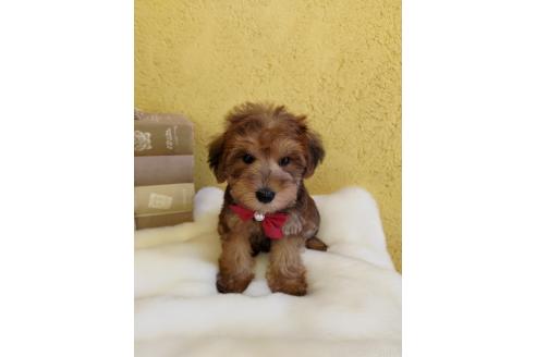 販売中の茨城県のミックス犬-386412の5枚目