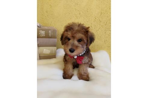 販売中の茨城県のミックス犬-386412の4枚目