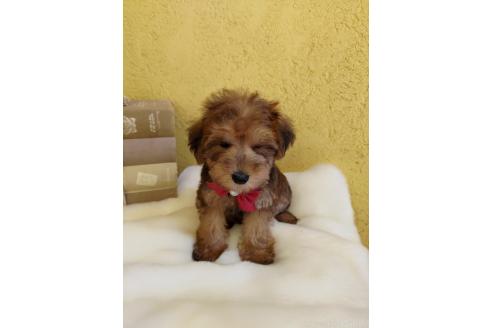 販売中の茨城県のミックス犬-386412の3枚目
