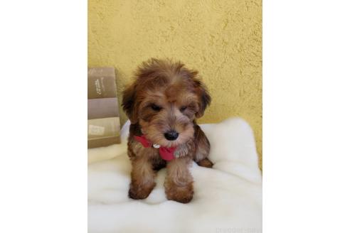 販売中の茨城県のミックス犬-386412の2枚目