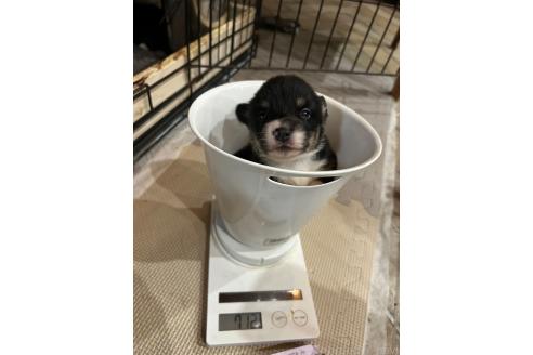 成約済の静岡県のウェルシュコーギーペンブローク-382672の2枚目