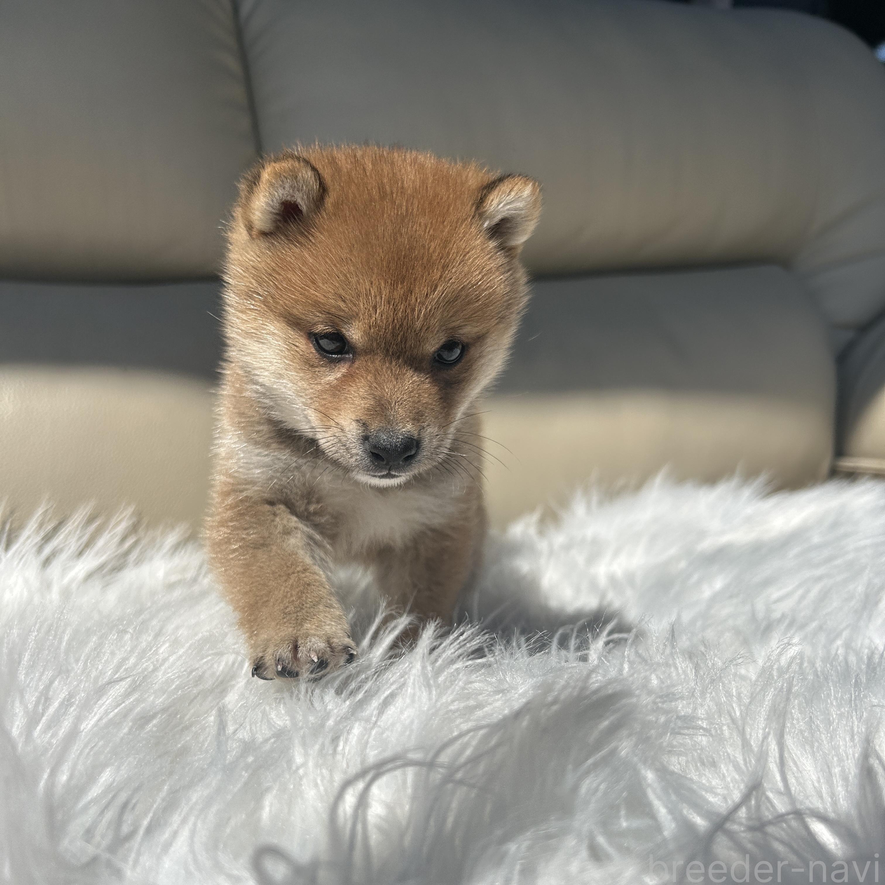成約済の栃木県の柴犬-385080の5枚目