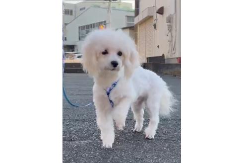 販売中の埼玉県のマルプー:マルチーズ×トイプードル-321693の3枚目
