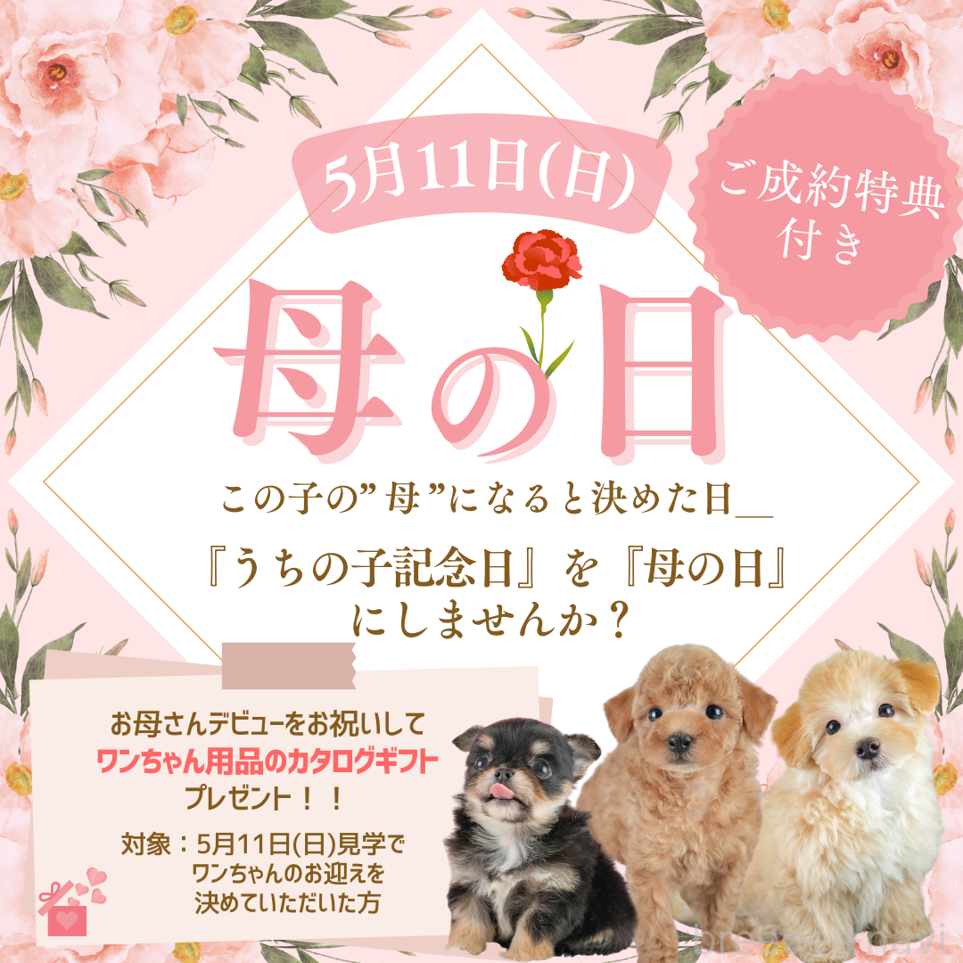 販売中の埼玉県のチワプー:チワワ×トイプードル-386419の4枚目