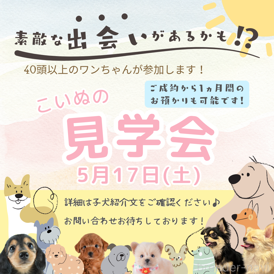 販売中の埼玉県のチワプー:チワワ×トイプードル-386419の3枚目