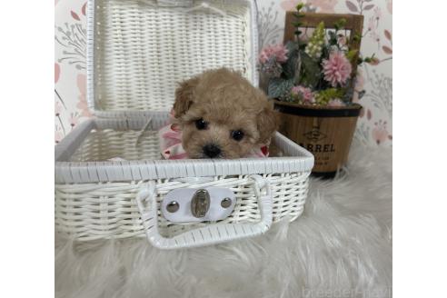 販売中の香川県のティーカッププードル-386426の3枚目