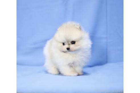 販売中の京都府のポメラニアン-386434の4枚目