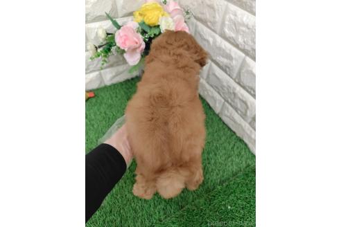 販売中の岡山県のミディアムプードル-386437の3枚目