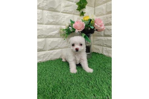 販売中の岡山県のミックス犬-386440の10枚目
