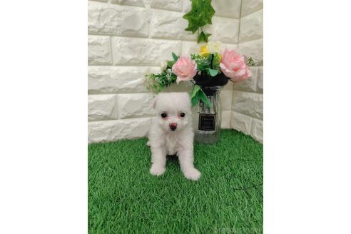 販売中の岡山県のミックス犬-386440の9枚目