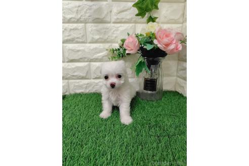 販売中の岡山県のミックス犬-386440の8枚目
