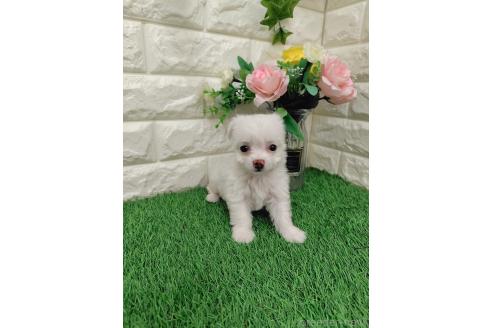 販売中の岡山県のミックス犬-386440の7枚目