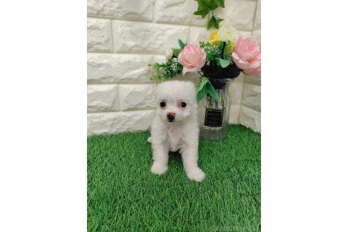 販売中の岡山県のミックス犬-386440の6枚目