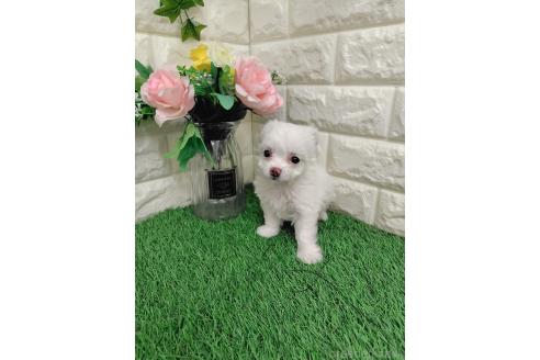 販売中の岡山県のミックス犬-386440の5枚目