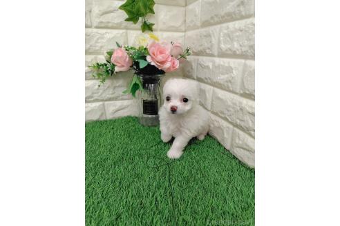 販売中の岡山県のミックス犬-386440の4枚目