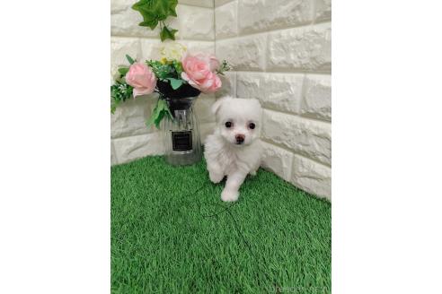 販売中の岡山県のミックス犬-386440の3枚目