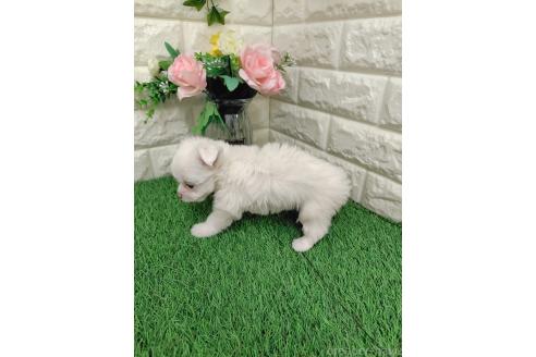 販売中の岡山県のミックス犬-386440の2枚目