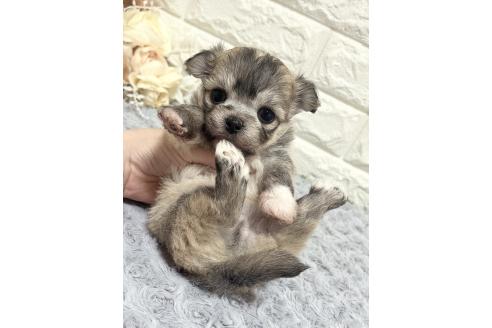 成約済の福岡県のチワマル:チワワ×マルチーズ-380533の34枚目