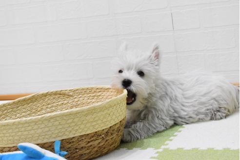 販売中の愛知県のウエストハイランドホワイトテリア(ウエスティ)-386445の8枚目