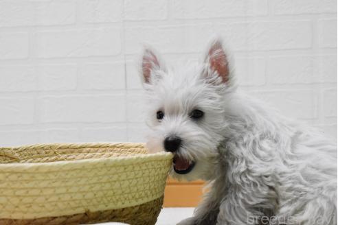 販売中の愛知県のウエストハイランドホワイトテリア(ウエスティ)-386445の7枚目