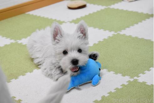 販売中の愛知県のウエストハイランドホワイトテリア(ウエスティ)-386445の4枚目