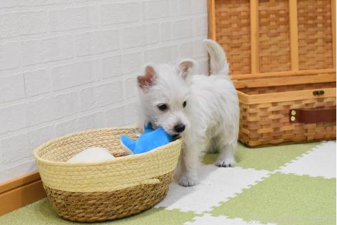 販売中の愛知県のウエストハイランドホワイトテリア(ウエスティ)-386449の24枚目