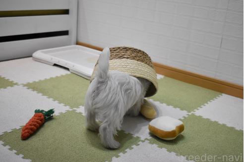 販売中の愛知県のウエストハイランドホワイトテリア(ウエスティ)-386449の22枚目