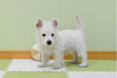 販売中の愛知県のウエストハイランドホワイトテリア(ウエスティ)-386449の13枚目
