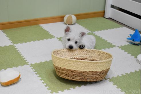 販売中の愛知県のウエストハイランドホワイトテリア(ウエスティ)-386449の5枚目