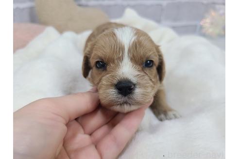 販売中の東京都のキャバプー:キャバリア×トイプードル-386451の3枚目