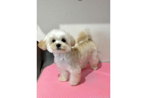 成約済の山形県のマルプー:マルチーズ×トイプードル-363530の4枚目