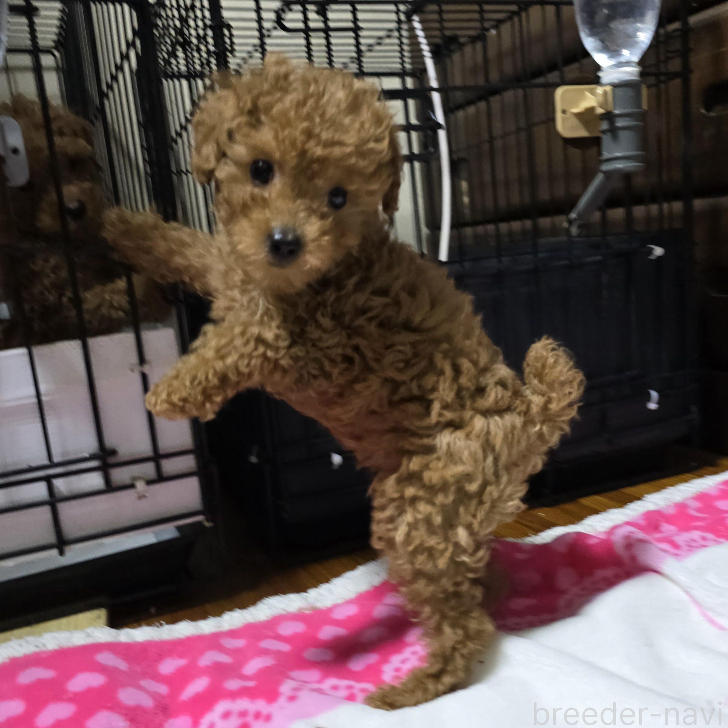 販売中の岡山県のトイプードル-376374の2枚目