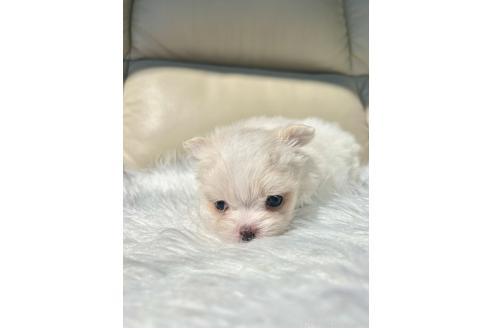 販売中の栃木県のミックス犬-385078の22枚目