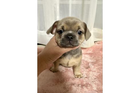成約済の福島県のミックス犬-385507の5枚目