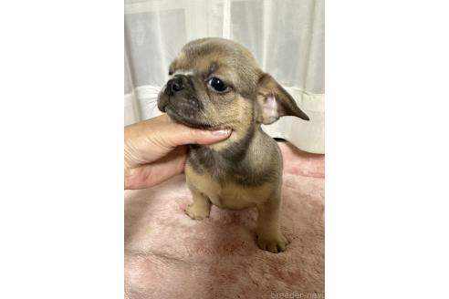 販売中の福島県のミックス犬-385507