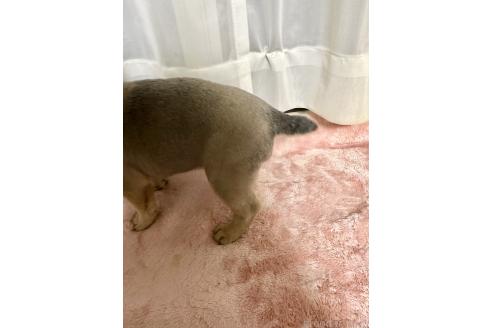 成約済の福島県のミックス犬-385507の3枚目