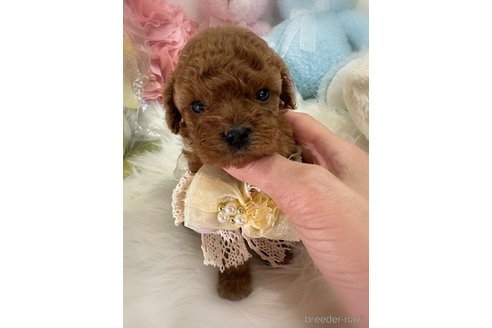 販売中の香川県のトイプードル-386296の2枚目