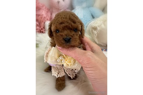 販売中の香川県のトイプードル-386296の3枚目