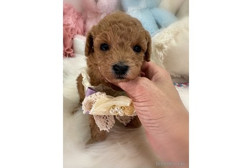 販売中の香川県のトイプードル-386297の2枚目