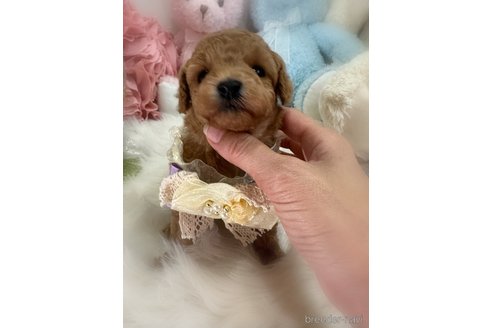 販売中の香川県のトイプードル-386297の3枚目