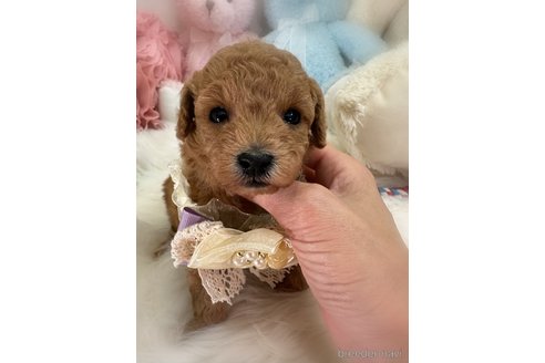 販売中の香川県のトイプードル-386297の4枚目