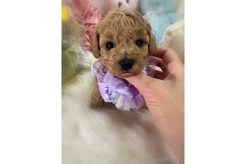 販売中の香川県のビションプー:ビションフリーゼ×トイプードル-386298の3枚目