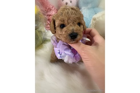 販売中の香川県のビションプー:ビションフリーゼ×トイプードル-386298の2枚目