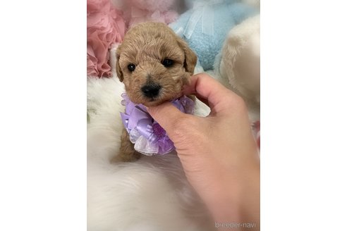 販売中の香川県のビションプー:ビションフリーゼ×トイプードル-386300の2枚目