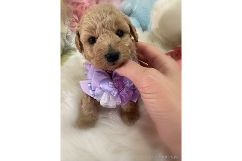 販売中の香川県のビションプー:ビションフリーゼ×トイプードル-386300の4枚目