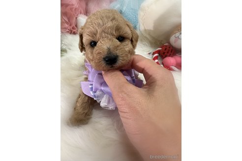 販売中の香川県のビションプー:ビションフリーゼ×トイプードル-386300の3枚目