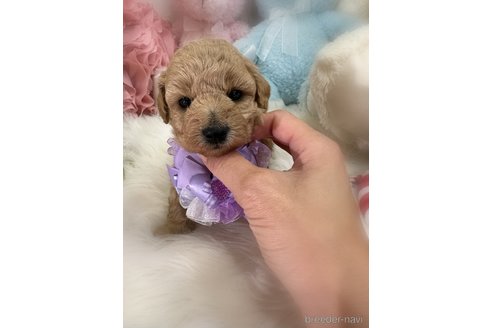 販売中の香川県のビションプー:ビションフリーゼ×トイプードル-386300の5枚目