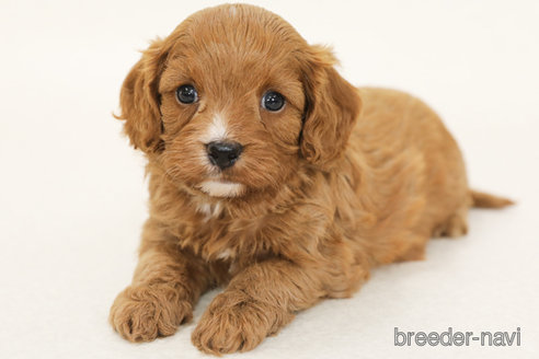 子犬