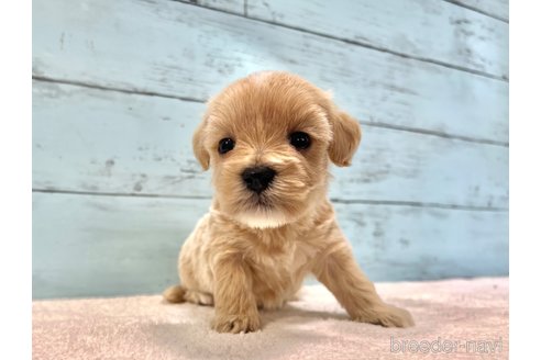 販売中の千葉県のマルプー:マルチーズ×トイプードル-386390の6枚目